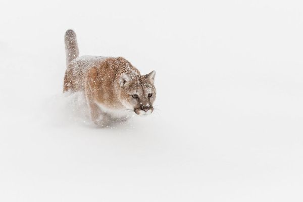Mountain lion or cougar lunging for prey-Puma concolor)-controlled situation